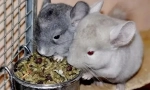 Prezentare generală a feedului pentru chinchillas: ce mai bine de ales